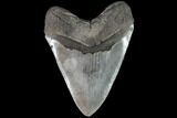 Serrated, Fossil Megalodon Tooth - + Foot Shark #87349-1